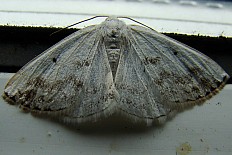 Eupterote ochripicta - Schattenbindiger Weißspanner (Schattenbinden-Weißspanner)